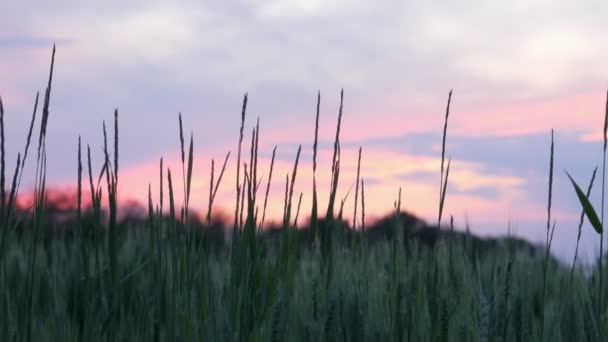 Trigo Pôr Sol Campo Amadurecimento Trigo Contra Céu Rosa Azul — Vídeo de Stock