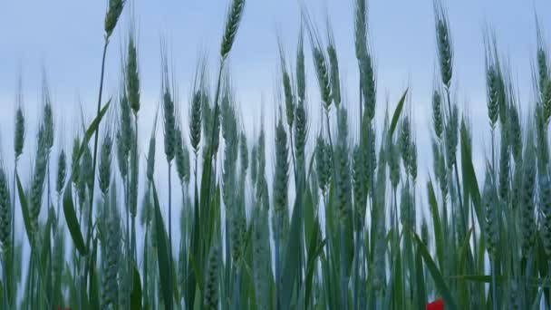 Oreille Champ Blé Sur Fond Ciel Bleu Mûrissement Culture Agriculture — Video