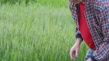 Çiftçi eli buğdayın yeşil yapraklarına dokunur. Yeşil buğday tarlasında bir çiftçi hasadı kontrol ediyor. 4K