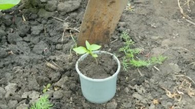 Çiftçi botları, bir kazanda tohum ve kürek toplar. Taze taze bitkiler. Bahar yaşam tarzı ve ekolojisinin sembolü, yeni bir yaşam ve çevre koruma kavramı. 4K