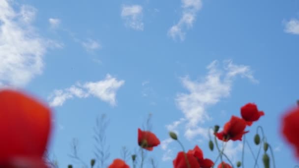 Mohn Ein Riesiges Feld Blühender Mohnblumen Mohnfeld Vor Blauem Himmel — Stockvideo