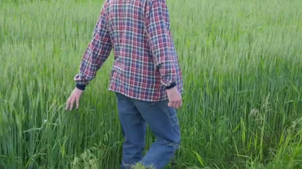 Рука Фермера Касается Зеленых Листьев Пшеницы Выращивание Экологически Чистых Продуктов — стоковое видео