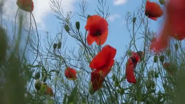 Amapolas Enorme Campo Amapolas Florecientes Campo Amapolas Contra Cielo Azul — Vídeos de Stock