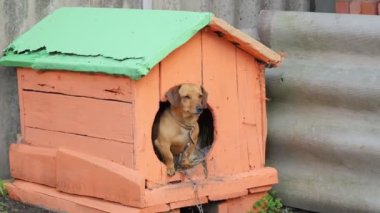 Kulübedeki köpek. Zincirli bir kulübede kızıl saçlı küçük bir köpek. 4K