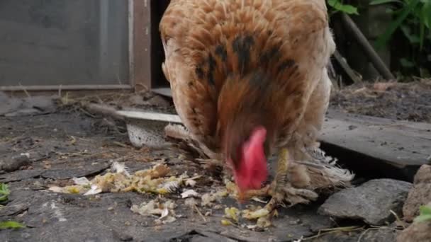 Galo Pica Grão Agricultura Carne Caseira — Vídeo de Stock