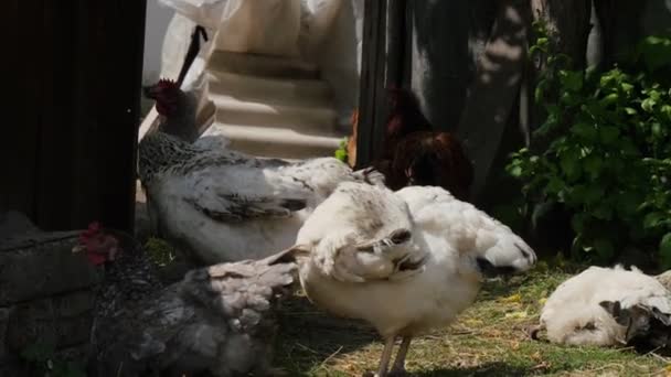 Živá Kuřata Farmě Den Díkůvzdání Vánoce Nový Rok Přírodní Maso — Stock video