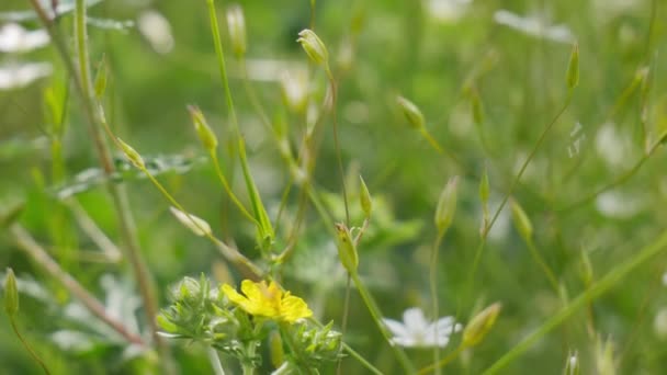 Прекрасний Літній Фон Білі Маленькі Квіти Зеленому Розмитому Тлі Кілометровий — стокове відео