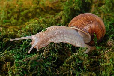 Doğadaki salyangoz. Çimlerde salyangoz. Yosun. Doğadaki salyangoz. Çimlerde salyangoz. Makro