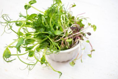 Sağlıklı beslenme. Ev yapımı sebzeler. Bahçede yetişen taze yeşillik yaprakları. Mikroyeşil