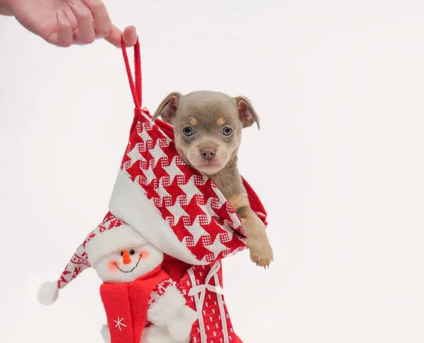 Chihuahua Štěně Vánoční Dárek Malé Štěňátko Vánoční Botě Detailní Záběr — Stock fotografie