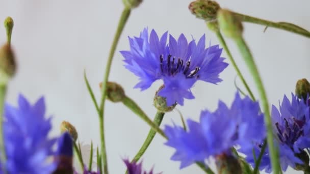 Dianthus Campestris Siniset Kukat Valkoisella Taustalla Neilikka Villi — kuvapankkivideo