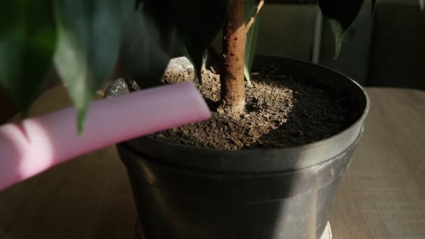 Skötsel Krukväxter Kvinna Sprayar Ficus Med Sprayflaska — Stockvideo