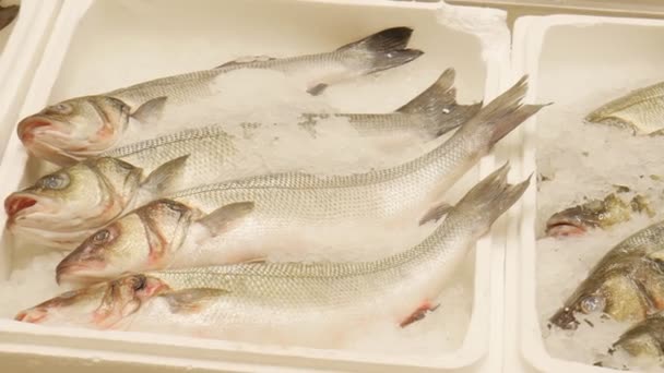 Verse vis. Zalmvissen liggen in de sneeuw. Verkoop van vis. Vis in de winkel. — Stockvideo