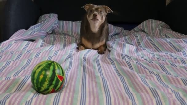 Hund spielt Chihuahua spielt auf dem Bett Haustiere — Stockvideo