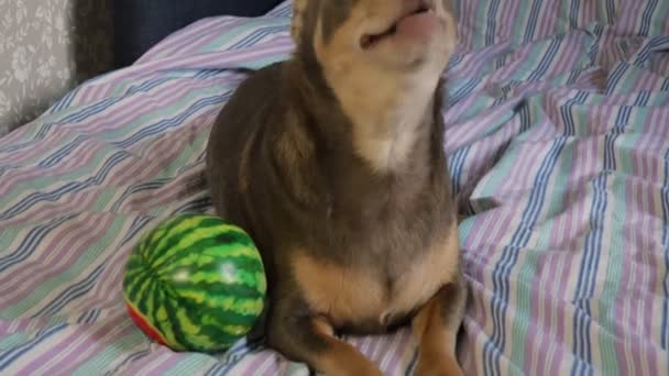 Chihuahua犬が喜んでベッドで遊んでいる。ペット — ストック動画
