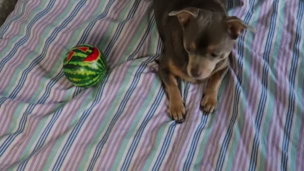 Chihuahua spielt auf dem Bett. Haustiere. Lustiger Hund — Stockvideo