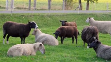Yeşil çayırlarda otlayan koyunlar