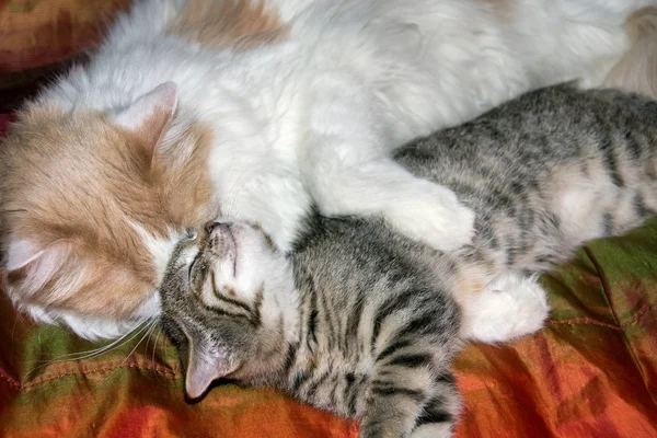 Gatito y gato descansando Imagen De Stock