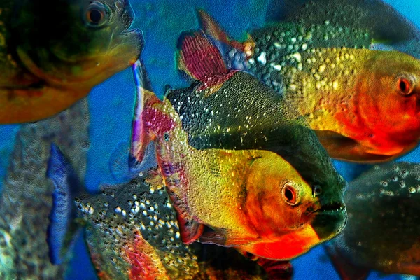 Fondo multicolor con una piraña de peces —  Fotos de Stock