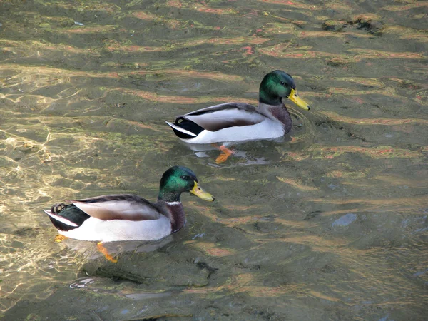 Wildenten auf einem Teich — Stockfoto
