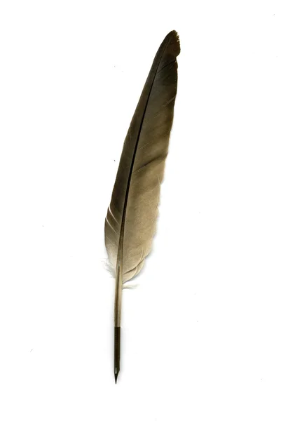 Στυλό φτερών σε λευκό φόντο — Φωτογραφία Αρχείου