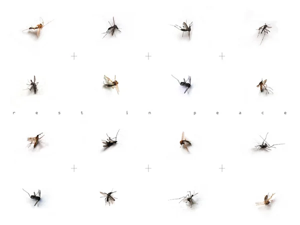 Image of dead mosquitos on white backgrounds — Stock Photo, Image