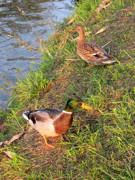 Patos salvajes machos y hembras caminando sobre la hierba — Foto de Stock
