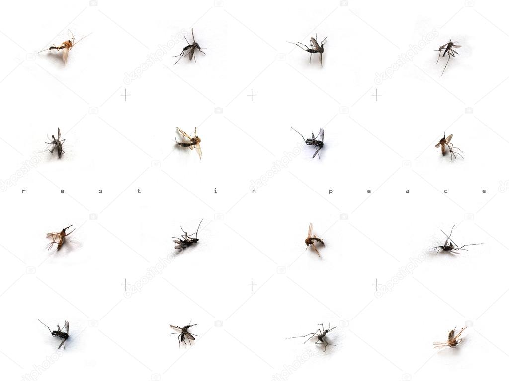 Image of dead mosquitos on white backgrounds