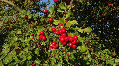 Kırmızı böğürtlenli (Crataegus monogyna)    