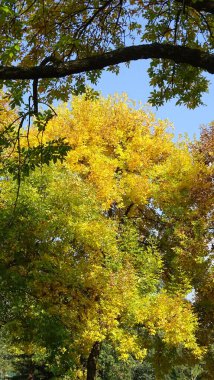 Ağaçların dallarındaki renkli yaprakların sonbahar sahnesi                               