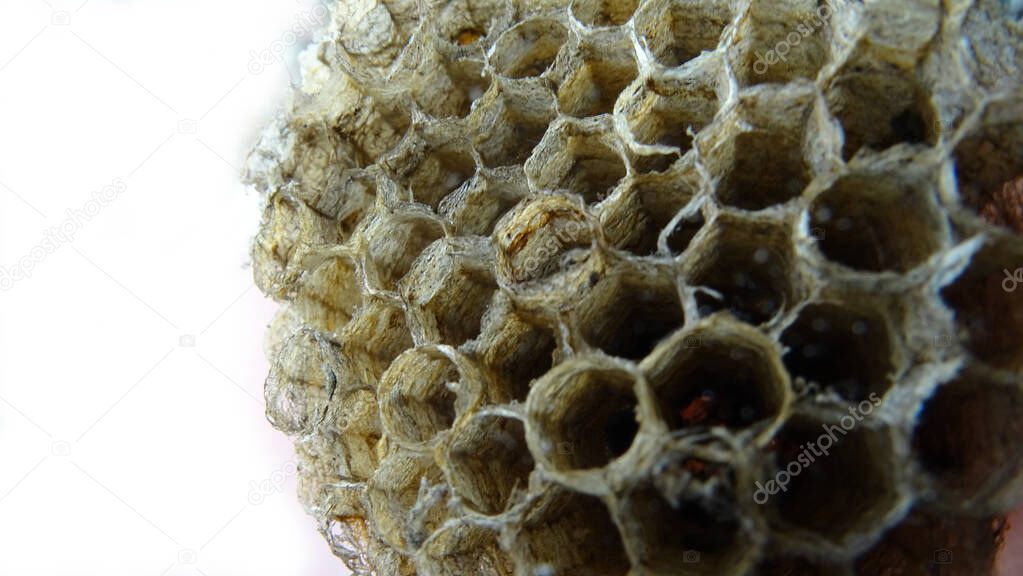 close-up shot of a Paper wasp nest on white bachground