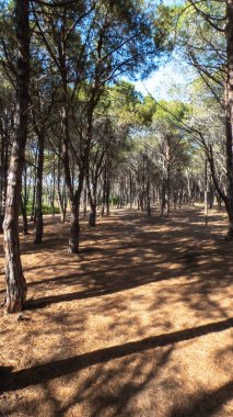 Sahile yakın sık çam ormanı boyunca uzanan patikadan bak - Orosei - Nuoro - Sardinya - İtalya