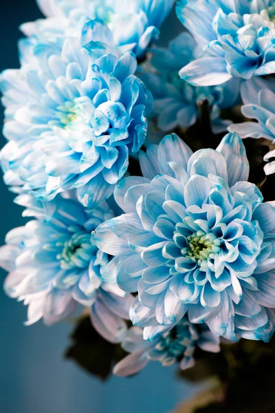 bouquet of fresh blue chrysanthemum flowers