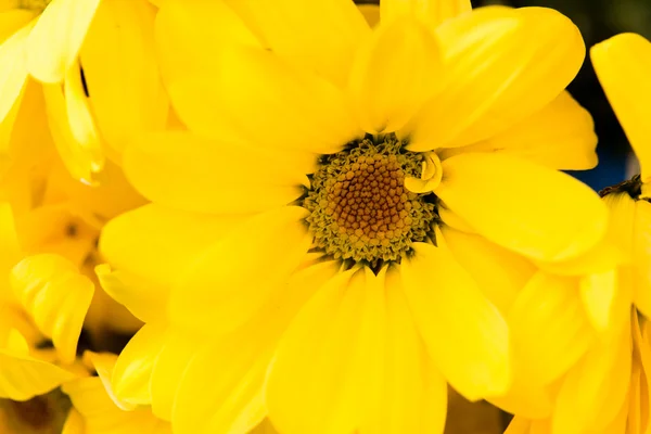 Bouquet of yellow chrysanthemum flowers — Stock Photo, Image