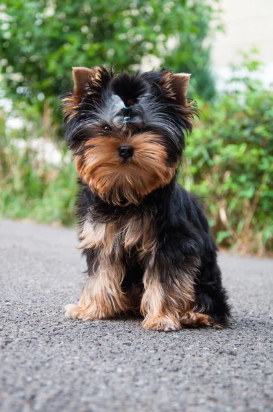 Jovem yorkshire terrier na grama — Fotografia de Stock