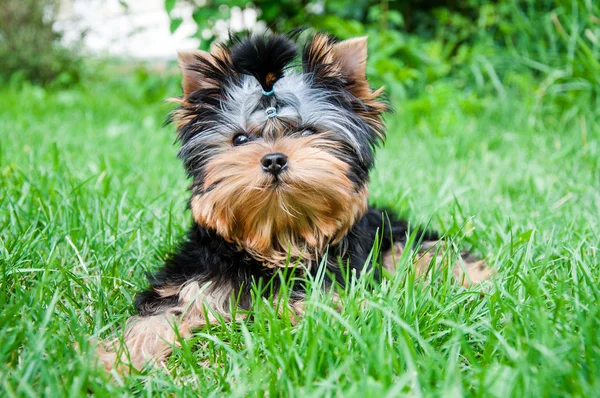 Jovem yorkshire terrier na grama — Fotografia de Stock