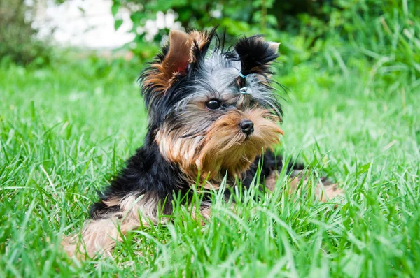 Young yorkshire terrier on the grass — Stok Foto