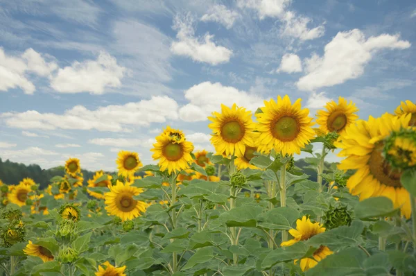 Sunflower field and blue sky, summer time — Stock Photo, Image