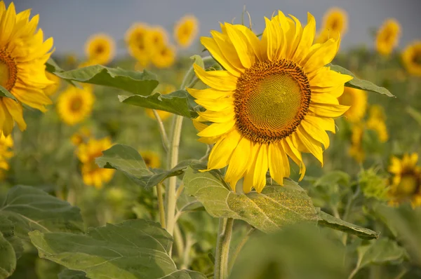 Sunflower field and cloudy sky, summer time — Stock Photo, Image