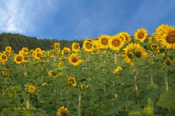 Sunflower field and blue sky, summer time — Stock Photo, Image