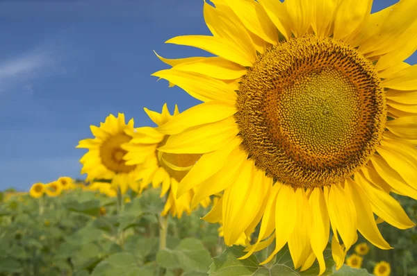 Sunflower field and blue sky, summer time — Stock Photo, Image