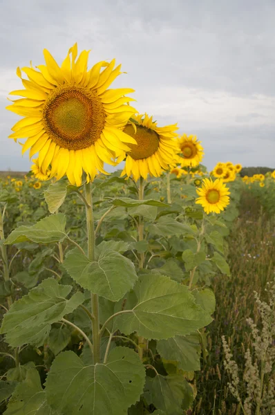 Sunflower field and blue sky, summer time — Stock Photo, Image