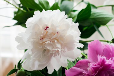 ahşap arka plan üzerinde beyaz ve pembe peonies