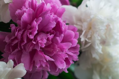 ahşap arka plan üzerinde beyaz ve pembe peonies