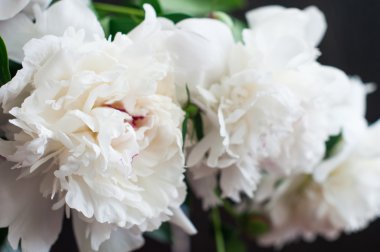 Rustik ahşap arka plan üzerinde beyaz peonies çarpıcı