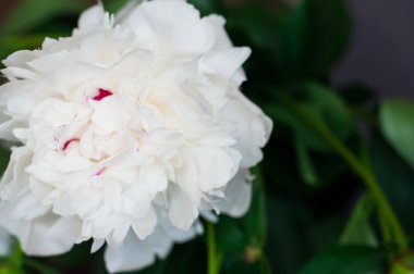 Rustik ahşap arka plan üzerinde beyaz peonies çarpıcı