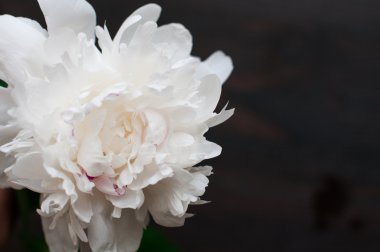 Rustik ahşap arka plan üzerinde beyaz peonies çarpıcı