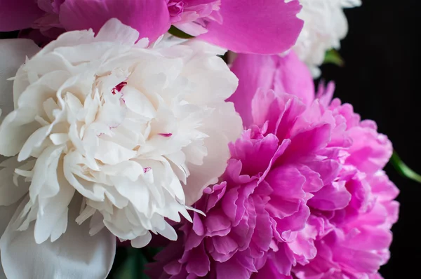 Vitt och rosa pioner på trä bakgrund — Stockfoto