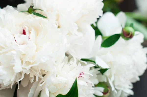 Prachtige witte pioenrozen op rustieke houten achtergrond — Stockfoto