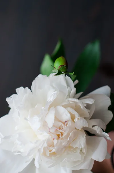 Εκπληκτική λευκή peonies σε ρουστίκ ξύλινα φόντο — Φωτογραφία Αρχείου